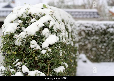 Nahaufnahme einer privaten Hecke mit grünen Blättern, die im Winter von Schnee bedeckt sind Stockfoto