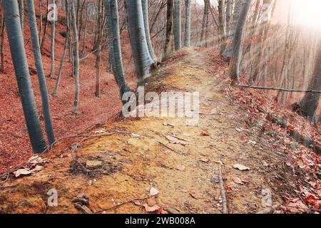 Orange Sonnenstrahlen im Herbstwald, Wanderweg Stockfoto