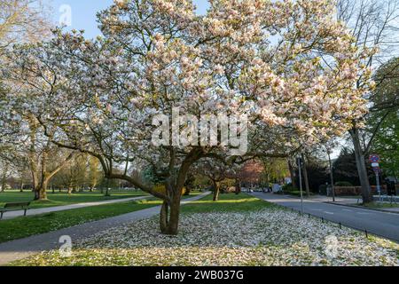 Blühender Magnolienbaum im hamburger Alsterpark Stockfoto
