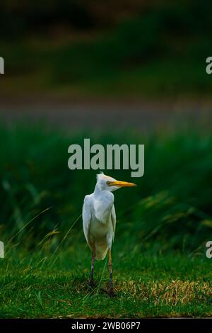 Ein majestätischer weißer Egret Vogel mit einem hellgelben Schnabel steht in einem üppigen grünen Feld Stockfoto