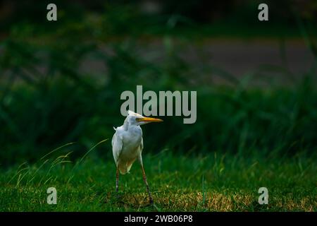 Ein majestätischer weißer Egret Vogel mit einem hellgelben Schnabel steht in einem üppigen grünen Feld Stockfoto