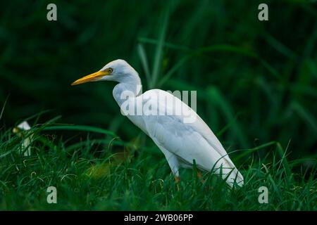 Ein majestätischer weißer Egret Vogel mit einem hellgelben Schnabel steht in einem üppigen grünen Feld Stockfoto