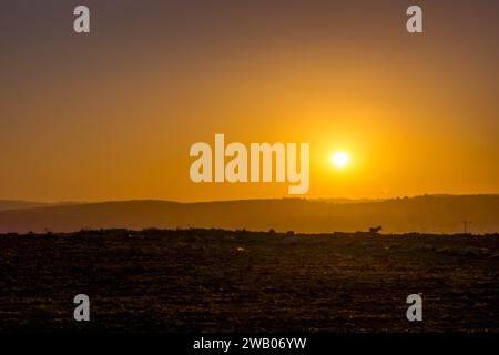 Der malerische Sonnenuntergang über dem Feld in der Wüste Negev im palästinensischen Gebiet von Westjordanland, Palästina, an der Grenze zu Israel. Stockfoto