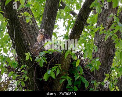 Zwei junge Falken mit rotem Schwanz in einem Nest in einer amerikanischen Ulme. Buteo jamaicensis in einem Ulmus americana Stockfoto
