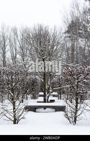 Pyrus communis oder Birnenbaum. Der Baum ist ganz im Garten. Blick auf den Winter. Stockfoto