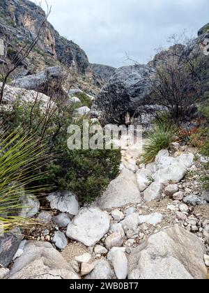 Sharp Rocks and Plants Choke the Strawhouse Trail im Big Bend National Park Stockfoto