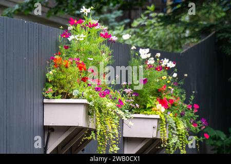 Ein dunkelblauer Massivholzzaun mit zwei weißen Blumenkästen. Die Halter sind voll von bunten Gerbera-Blüten. Der Frühling blüht Stockfoto