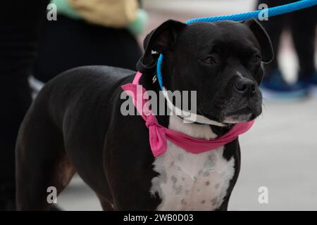 Ein weibliches schwarz-weißes Pitbull-Hündchen mit rosafarbenem Band und blauer Leine sieht nach vorne. Der Hund ist ein muskuläres reinrassiges Tier. Stockfoto