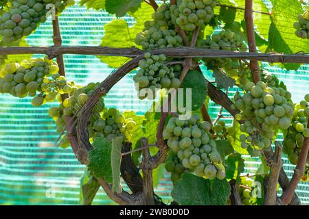 An einer dicken Weinrebe hängen Haufen von leuchtend grünen Trauben. Die grünen einheimischen Trauben sind kernlos für die Weinbereitung. Die Ernte ist eine süße Beere. Stockfoto