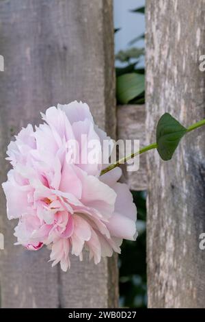 Eine Großaufnahme einer großen pastellrosa Pfingstrosenblume, die durch einen grau verwitterten Holzzaun ragt. Es hat elegante dicke, weiche Rosenblüten. Stockfoto