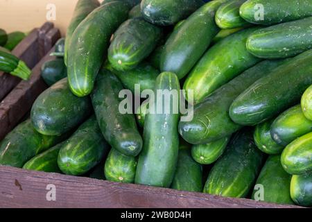 Ein Stapel frischer, leuchtend grüner manny-Gurken. Das Gemüse hat eine dünne Haut mit saurem Geschmack. Eine Ernte der angebauten englischen Bio-Gurke Stockfoto