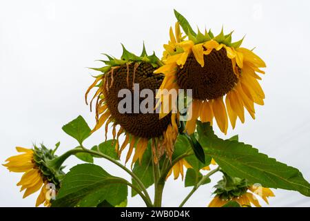 Zwei große reife und stark blühende Sonnenblumen mit hellgelben welkenden Blüten, großen üppigen grünen Blättern und braunen Samen in der Mitte. Stockfoto