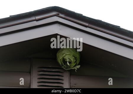 Ein großes Nest der Wespenhornet ist an der Traufe eines Hauses befestigt. Das graue Papiermaterial ist in Schichten angeordnet, die eine runde Form mit einem kleinen kreisförmigen Loch bilden Stockfoto