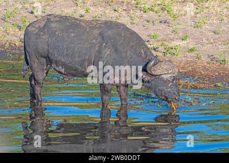 Cape Buffalo isst Gräser am Flussufer entlang des Chobe River in Botswana Stockfoto