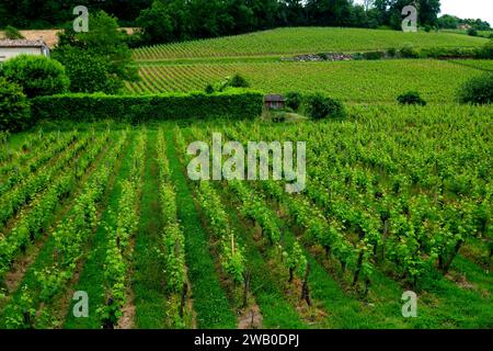 Weinberg am Rande der mittelalterlichen Stadt St. Emilion im Departement Gironde im Südwesten Frankreichs Stockfoto