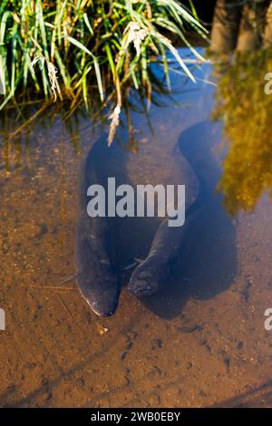 Ein Foto von zwei Aalen in einem Bach. Dies ist ein Tierbild, das in Neuseeland aufgenommen wurde Stockfoto