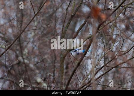 Der Blue jay Vogel hockt auf einem Baum und rief Stockfoto