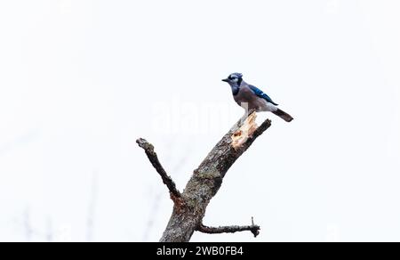 Der Blue jay Vogel hockt auf einem Baum und rief Stockfoto