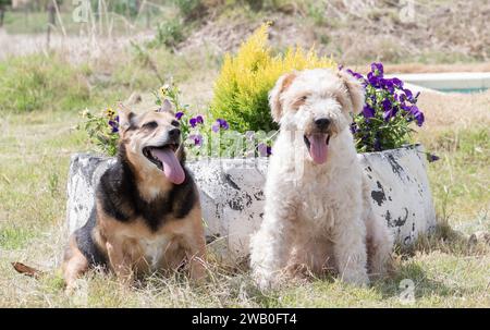 Porträt von zwei Hunden auf einem Feld mit ausgezogener Zunge. Hunde haben ihre Zungen raus, Frühlingstag sind violette Blumen. Haustiere sitzen auf Gelbweinen Stockfoto