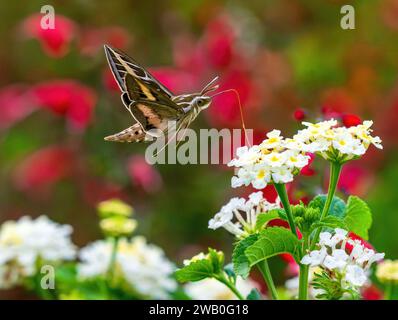 Eine weiß gesäumte Sphinx-Motte bestäubt eine Lantana-Blume mit ihrer sehr langen Zunge in einem bunten blühenden Garten. Stockfoto