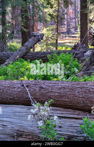 Der Yosemite-Nationalpark beherbergt drei Haine mit beeindruckenden, alten Mammutbäumen. Riesenmammutbäume sind eine bekannte Spezies, die zu den seltensten und ältesten gehört Stockfoto