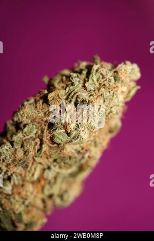 Cannabis Bud Super Skunk medizinisches Gras cali Varietät Makro Hintergrund hohe Qualität Fokus Stapel fünfzig Megapixel Drucke Stockfoto