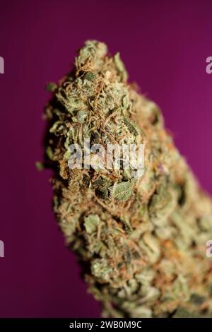 Cannabis Bud Super Skunk medizinisches Gras cali Varietät Makro Hintergrund hohe Qualität Fokus Stapel fünfzig Megapixel Drucke Stockfoto