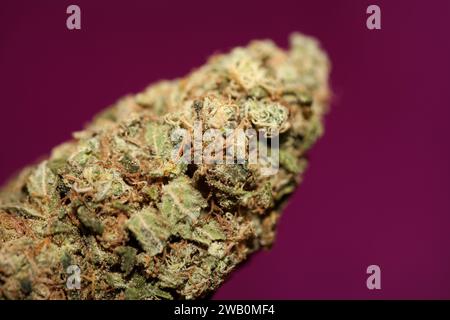 Cannabis Bud Super Skunk medizinisches Gras cali Varietät Makro Hintergrund hohe Qualität Fokus Stapel fünfzig Megapixel Drucke Stockfoto