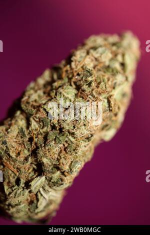 Cannabis Bud Super Skunk medizinisches Gras cali Varietät Makro Hintergrund hohe Qualität Fokus Stapel fünfzig Megapixel Drucke Stockfoto