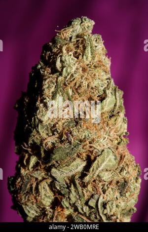 Cannabis Bud Super Skunk medizinisches Gras cali Varietät Makro Hintergrund hohe Qualität Fokus Stapel fünfzig Megapixel Drucke Stockfoto