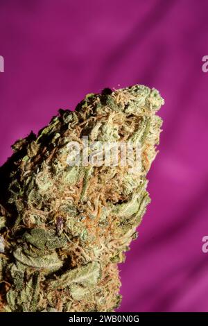 Cannabis Bud Super Skunk medizinisches Gras cali Varietät Makro Hintergrund hohe Qualität Fokus Stapel fünfzig Megapixel Drucke Stockfoto