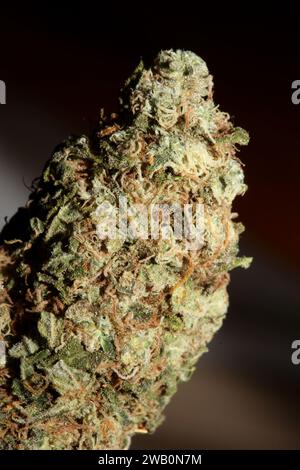 Cannabis Bud Super Skunk medizinisches Gras cali Varietät Makro Hintergrund hohe Qualität Fokus Stapel fünfzig Megapixel Drucke Stockfoto