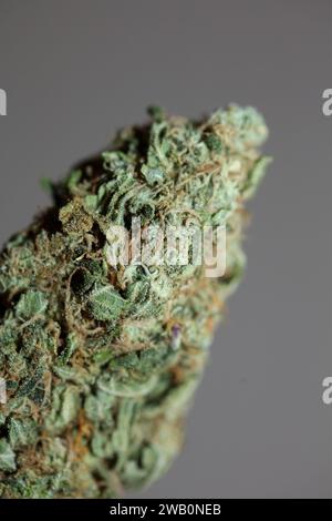 Cannabis Bud Super Skunk medizinisches Gras cali Varietät Makro Hintergrund hohe Qualität Fokus Stapel fünfzig Megapixel Drucke Stockfoto