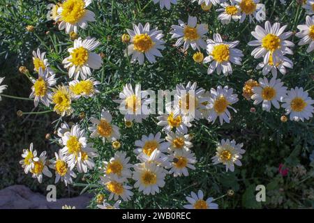 Strahlende Gänseblümchen, die in der warmen Umarmung des goldenen Sonnenlichts des Frühlings getaucht sind. Stockfoto