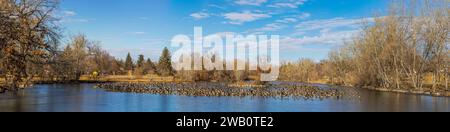 Landschaft des Lake Loveland mit kanadischen Gänsen, die auf dem eisigen See an der Öffnung zum klaren Wasser ruhen. Loveland, Colorado Stockfoto