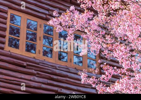 Blühende Pfirsichkirschblüten an den Holzfenstern, Holzholzwände verschwimmen im Hintergrund. Konzentrieren Sie sich auf Blumen. Stockfoto