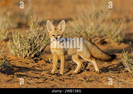 Ein Cape Fox (Vulpes chama) im frühen Morgenlicht, Kalahari Wüste, Südafrika Stockfoto