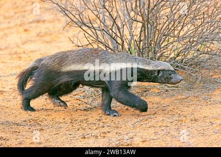 Ein Honigdachs (Mellivora capensis) in einem natürlichen Lebensraum, Kalahari-Wüste, Südafrika Stockfoto