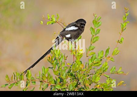 Ein Elsterkrebse (Urolestes melanoleucus) thronte auf einem Zweig im Kruger-Nationalpark, Südafrika Stockfoto