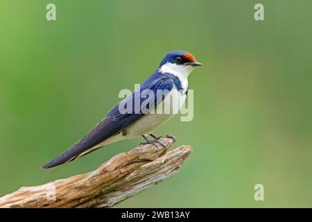 Weiße-throated Schwalbe (Hirundo Albigularis) thront auf einem Ast, Südafrika Stockfoto