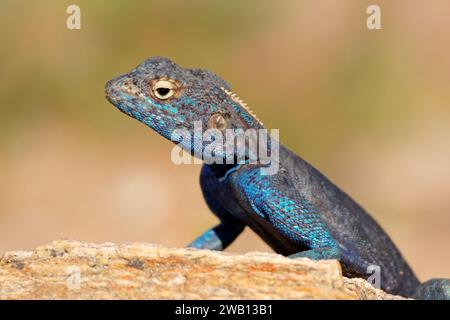 Porträt eines männlichen südlichen Felsenagamas (Agama atra), der auf einem Felsen sitzt, Südafrika Stockfoto