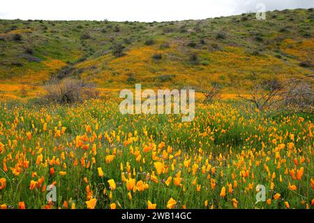 In den Superstition Mountains, Arizona, blüht ein Feld mit kalifornischen Mohnblumen. Stockfoto