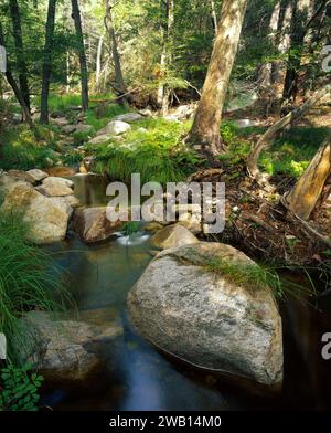 Bear Creek Canyon in den Santa Catalina Mountains, Arizona Stockfoto