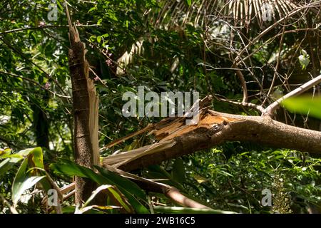 Sturmschäden durch Freak Tornado im Regenwald, Tamborine Mountain, Australien. Weihnachtsfeiertag 2023. Der Baumstamm von Eukalyptus grandis brach, als der Baum fiel Stockfoto