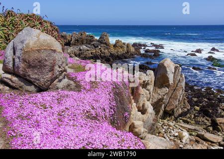 Zerklüftete Küste mit blühenden Eispflanzen am Asilomar State Beach. Pacific Grove, Monterey County, Kalifornien, USA. Stockfoto