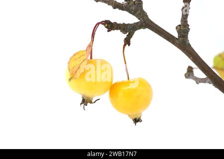 Zweig mit Krabbenapfelfrüchten und gelblichen Blättern isoliert auf weißem Hintergrund. Malus sylvestris, Europäischer Krabbenapfel, auch bekannt als die europäische Wildnis Stockfoto