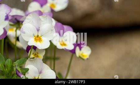 Leuchtende Auswahl an lila und weißen Stiefmütterchen, wobei jede Blume unterschiedliche fünfblättrige Formationen und eine verschwommene braune Steinwand im Hintergrund aufweist Stockfoto