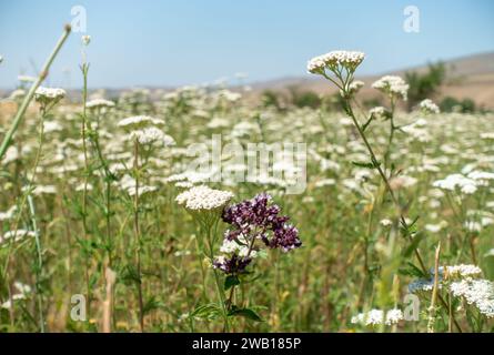 Felder mit sommerblühenden Pflanzen, Wiesenblumen. Sommerlandschaft. Stockfoto