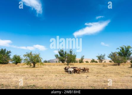 Eine Schafherde weidet. Fleischfettschwanzschafe in der Natur Stockfoto