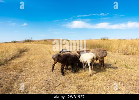 Eine Schafherde weidet. Fleischfettschwanzschafe in der Natur Stockfoto